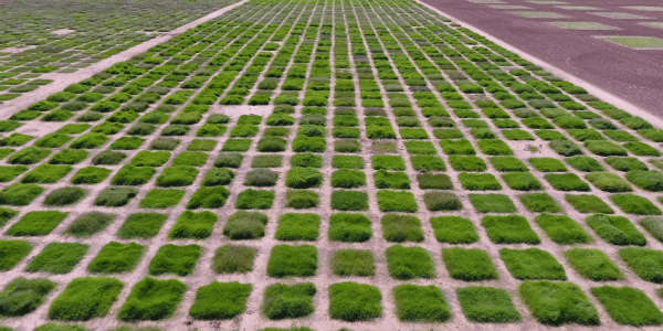 aerial view of plots of greenery