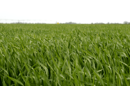 Field of grass blowing in the wind