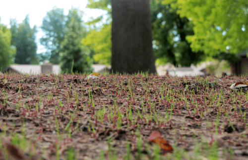 Grass sprouting through soil