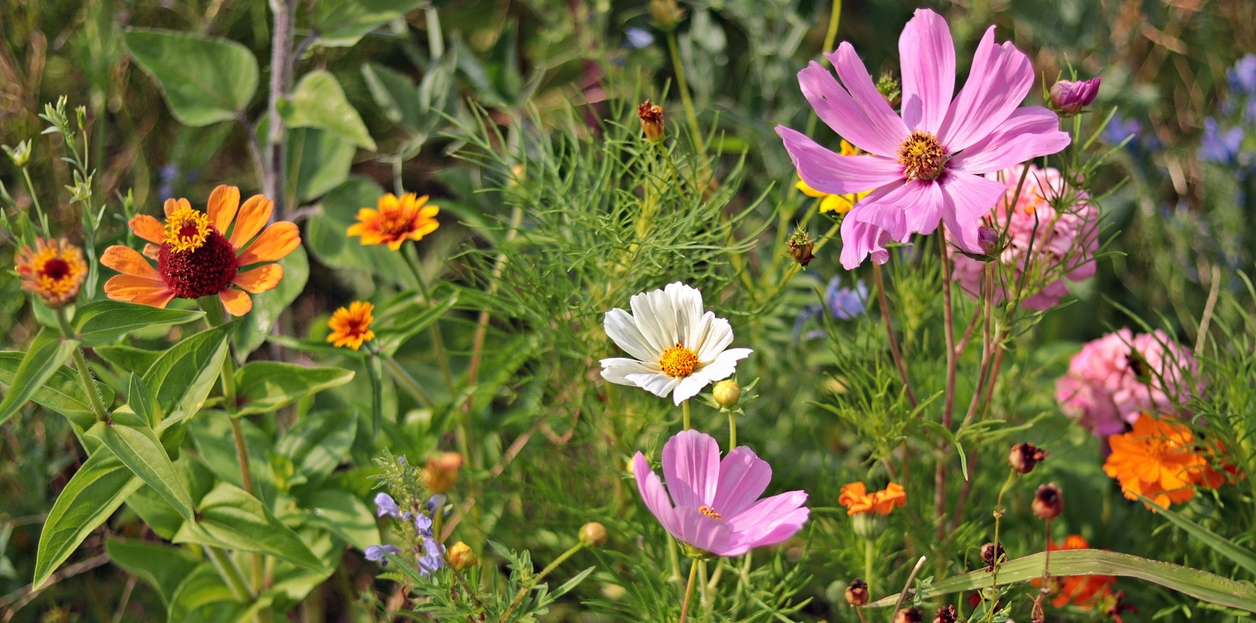 Wildflower Gardening in Oklahoma