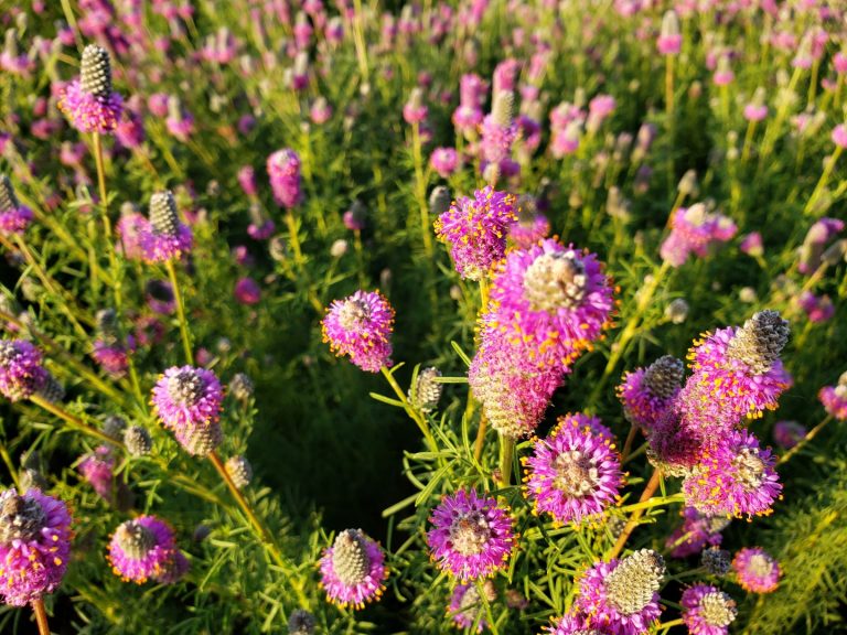 PURPLE PRAIRIE CLOVER SEED Johnston Seed Company