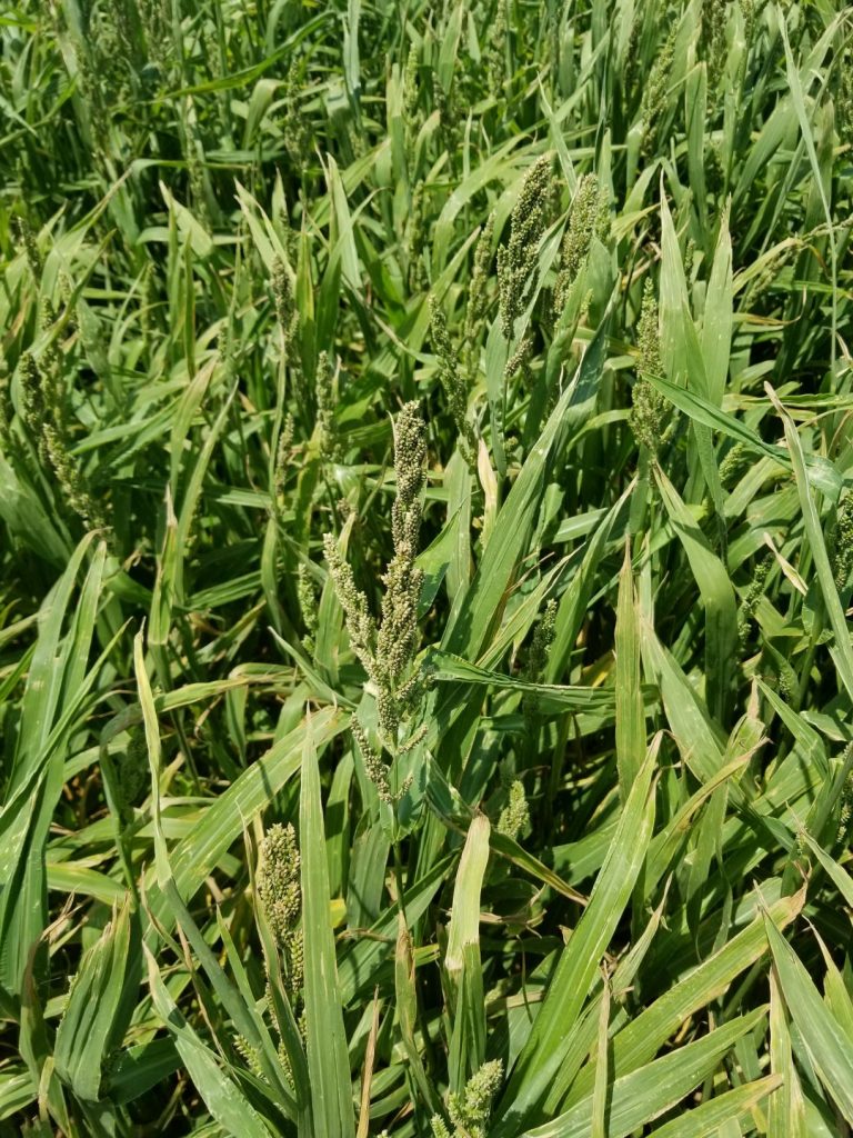 JAPANESE MILLET Johnston Seed Company