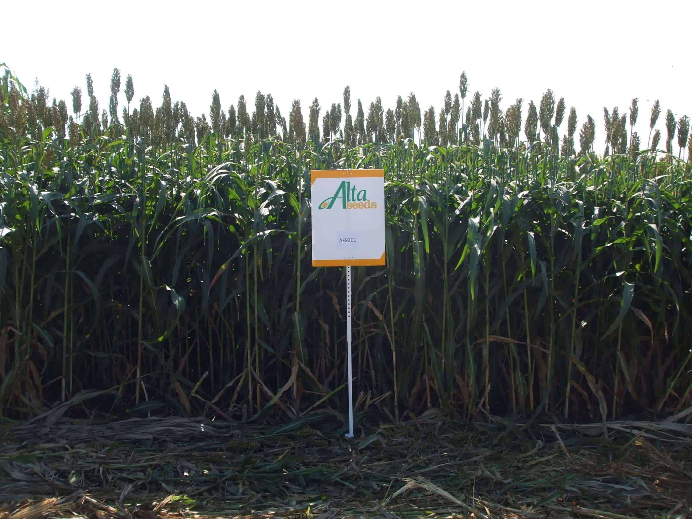 Sign next to crops