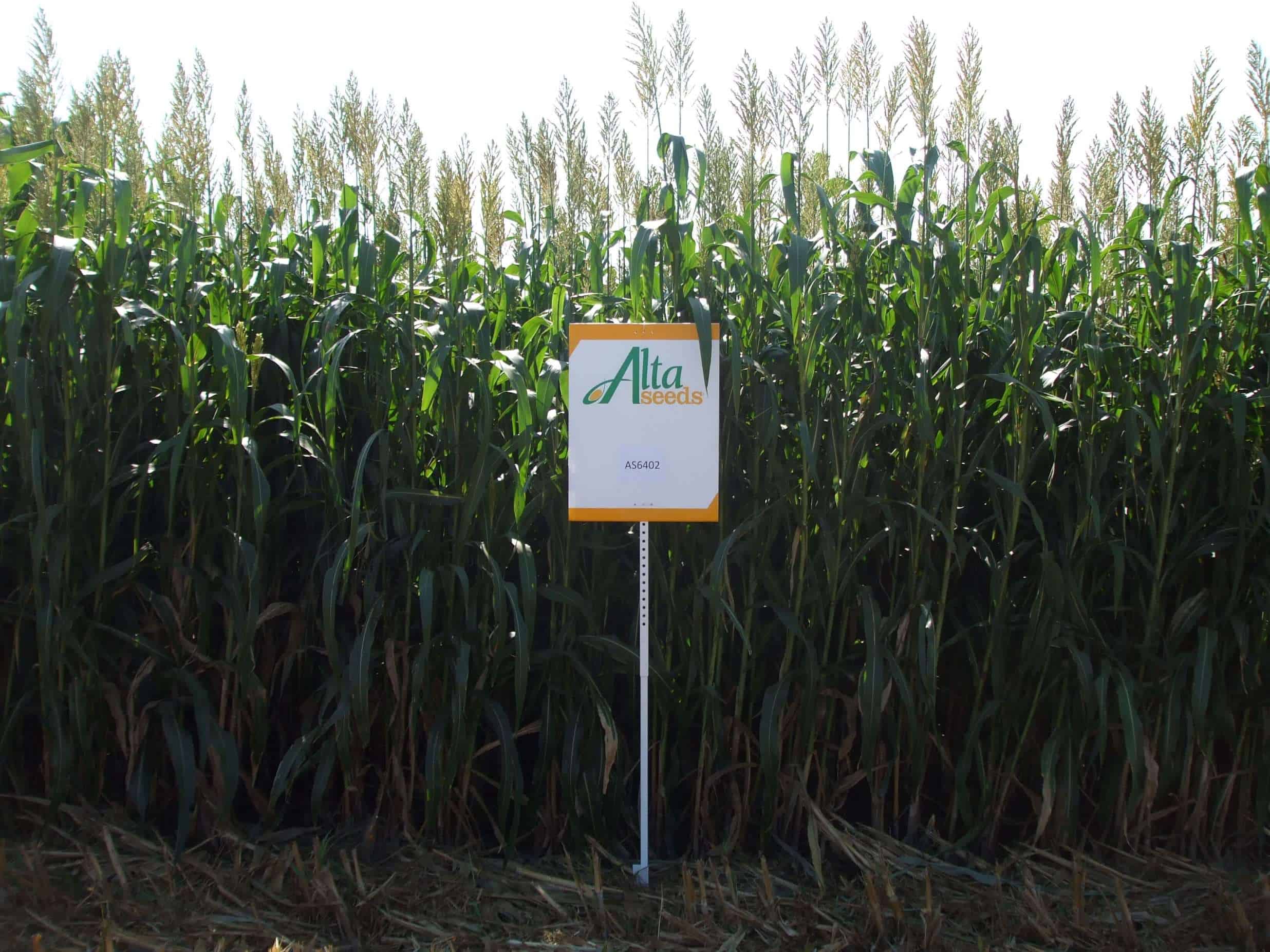 Sign next to seed crops