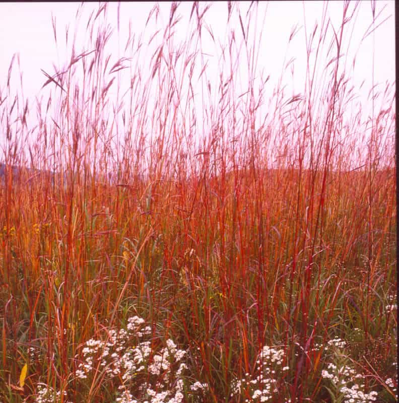 KAW BIG BLUESTEM Johnston Seed Company