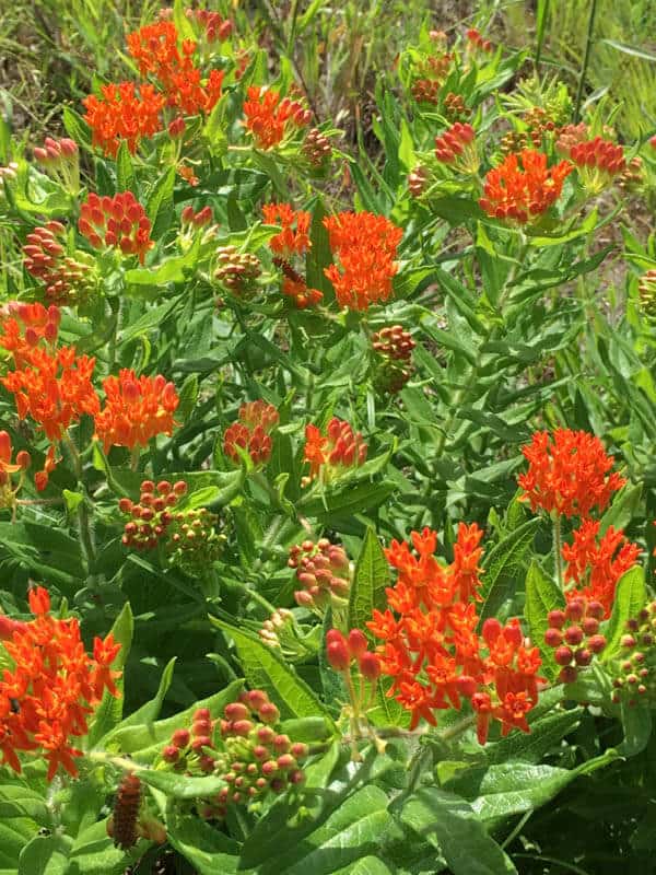 Butterfly Milkweed flowers