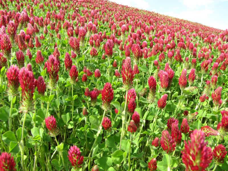Field of Crimson Clover flowers