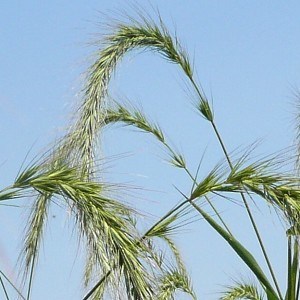 Canada wildrye with sky in the background