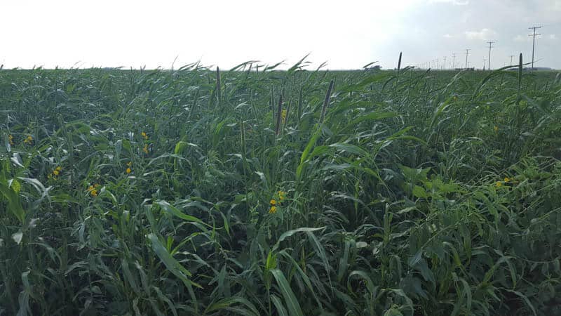Cover crops