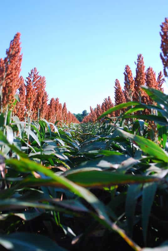 GRAIN SORGHUM