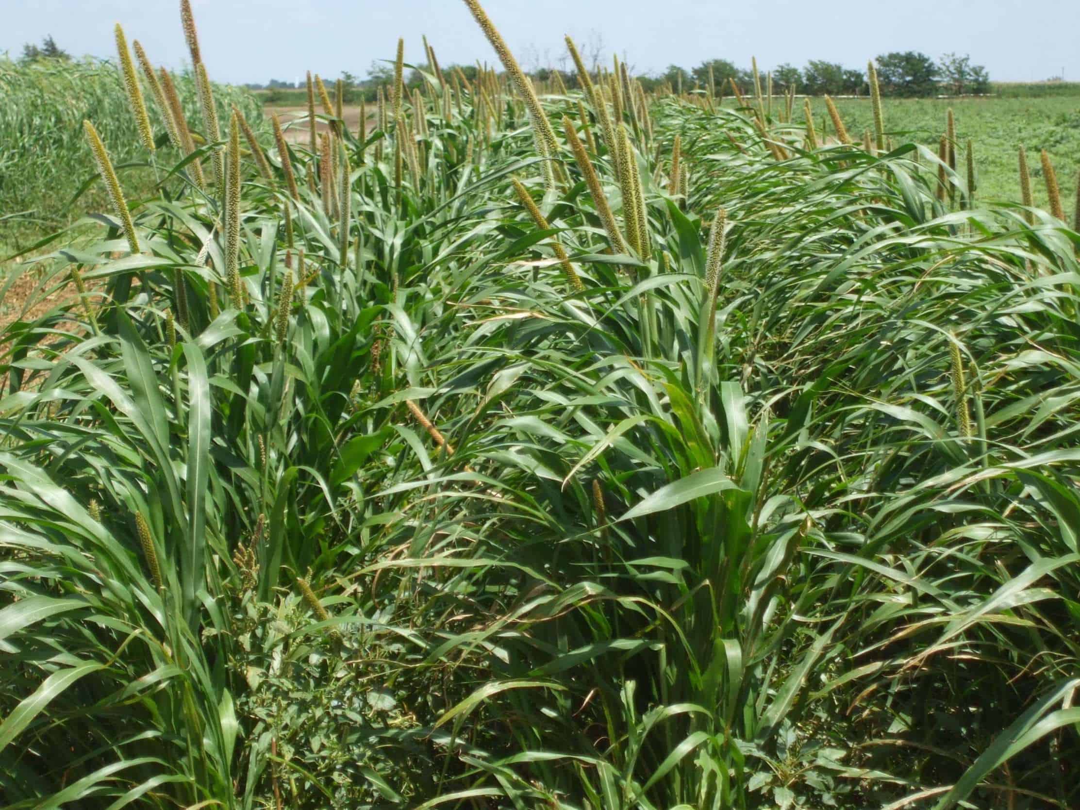 Hybrid Pearl Millet blowing in the wind