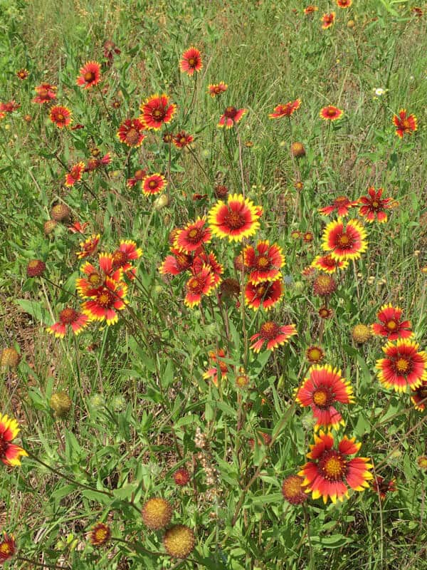 Indian Blanked flowers in a field