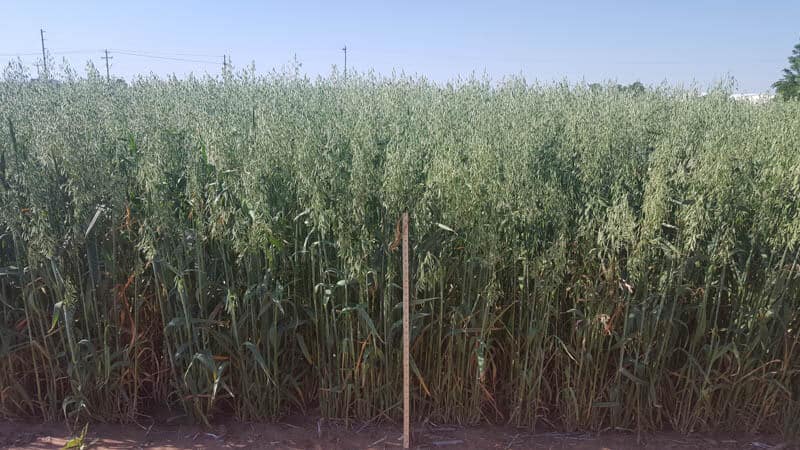 Meter stick next to a field of Jerry Oats