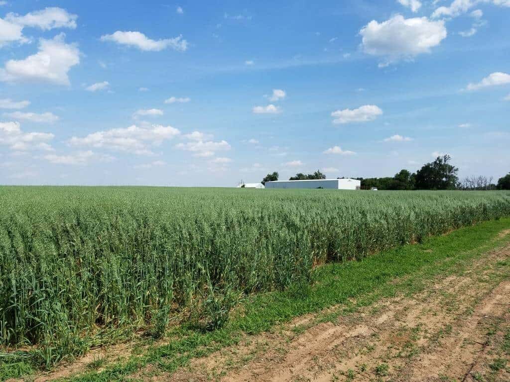 Field of oats