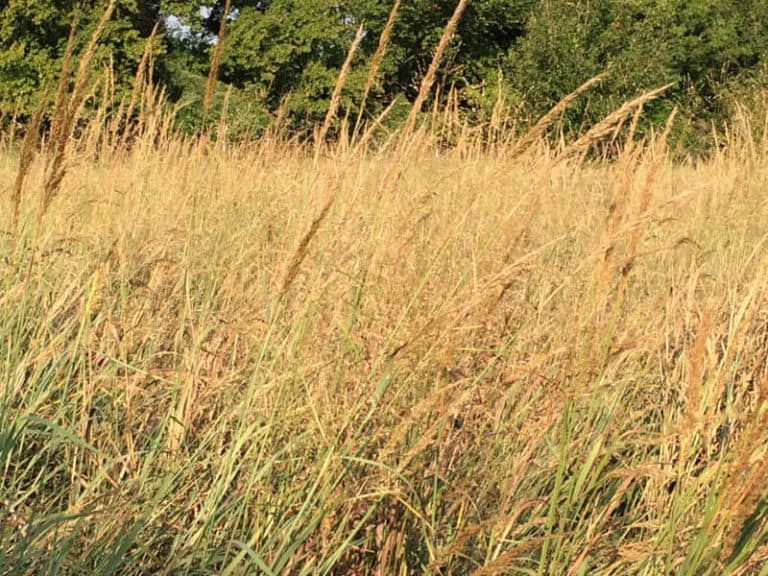 PRAIRIE GOLD NATIVE GRASS SEED MIX Johnston Seed Company