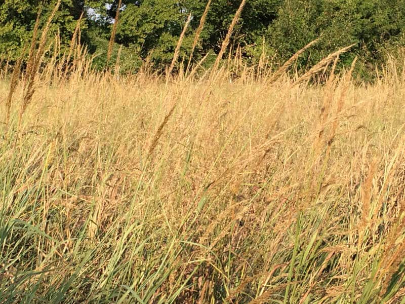 PRAIRIE GOLD NATIVE GRASS MIX