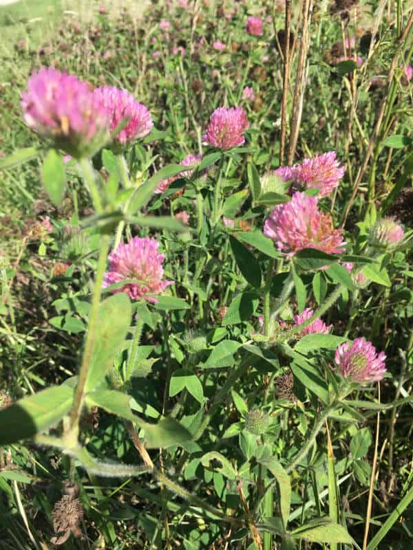 Red clover flowers in a field