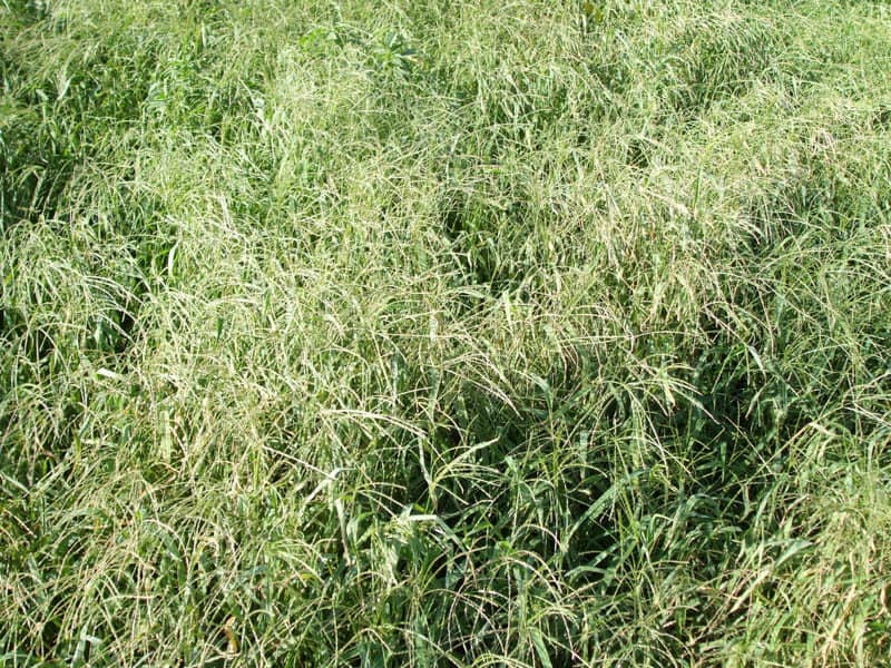 Red River Crabgrass