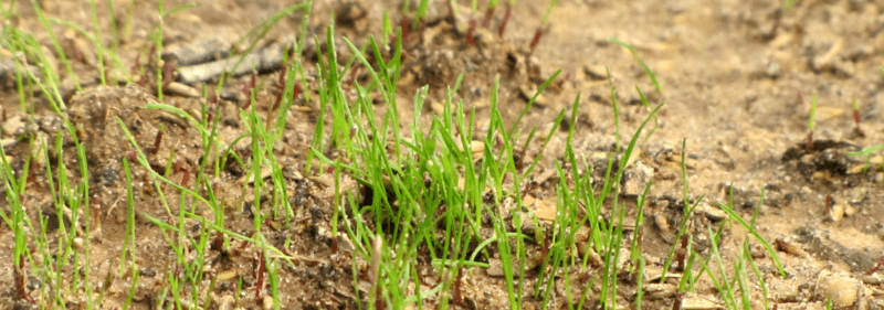 Grass sprouting out of soil