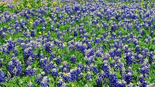 Field of blue wildflowers