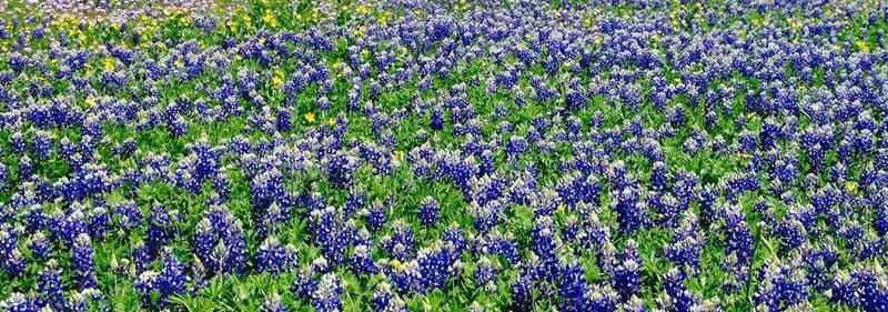 Field of blue wildflowers