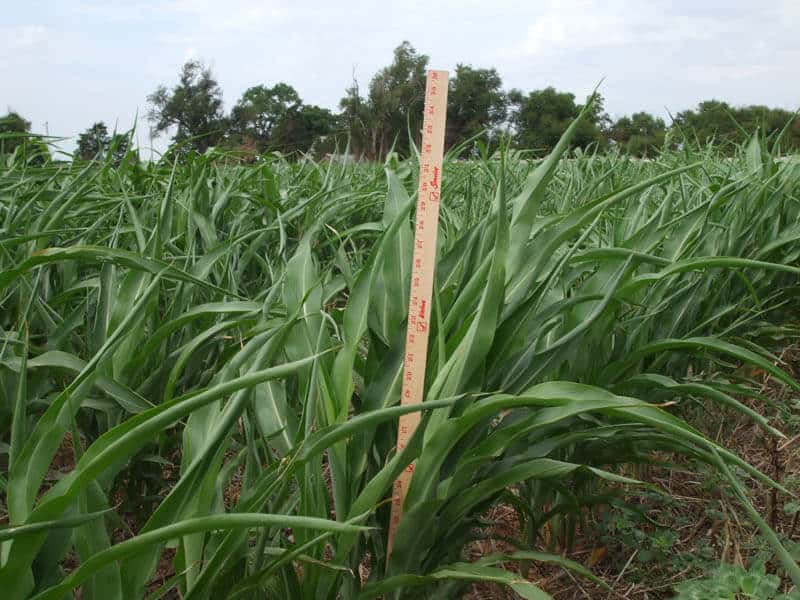 Meter stick measuring Sorghum Sudan crops