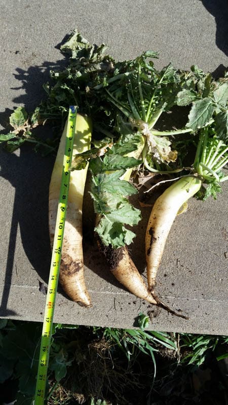 Buster radishes being measured with a tape measurer