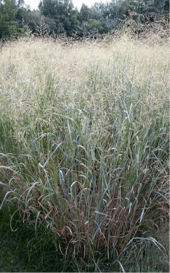 Switchgrass
