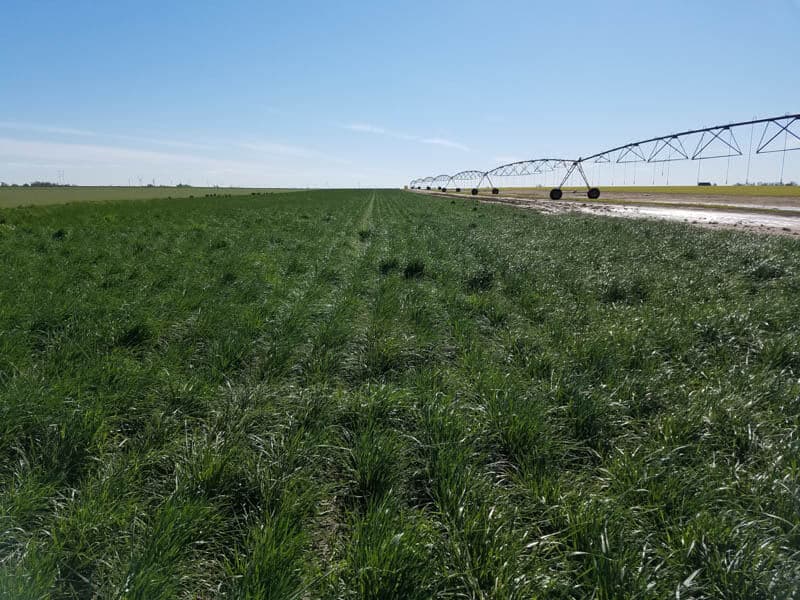 Field of wheatgrass being watered