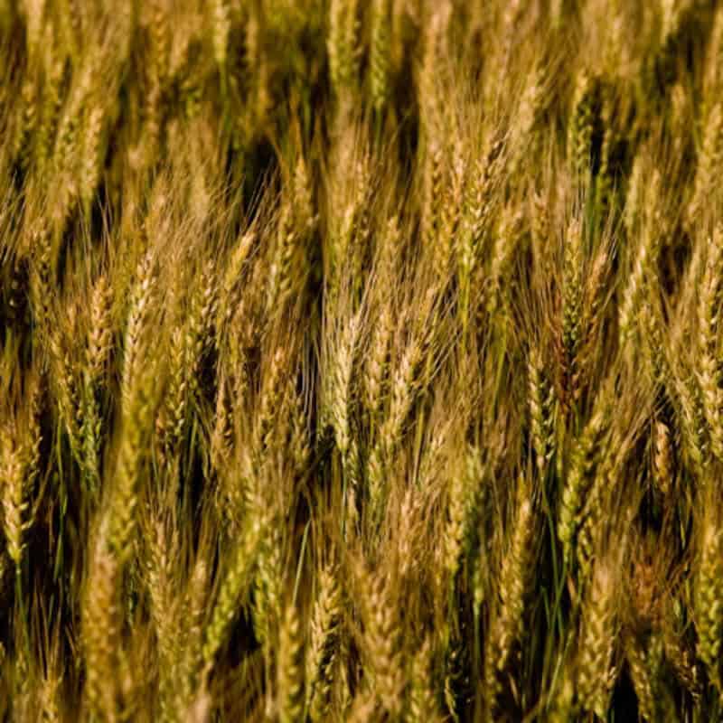 Wheat