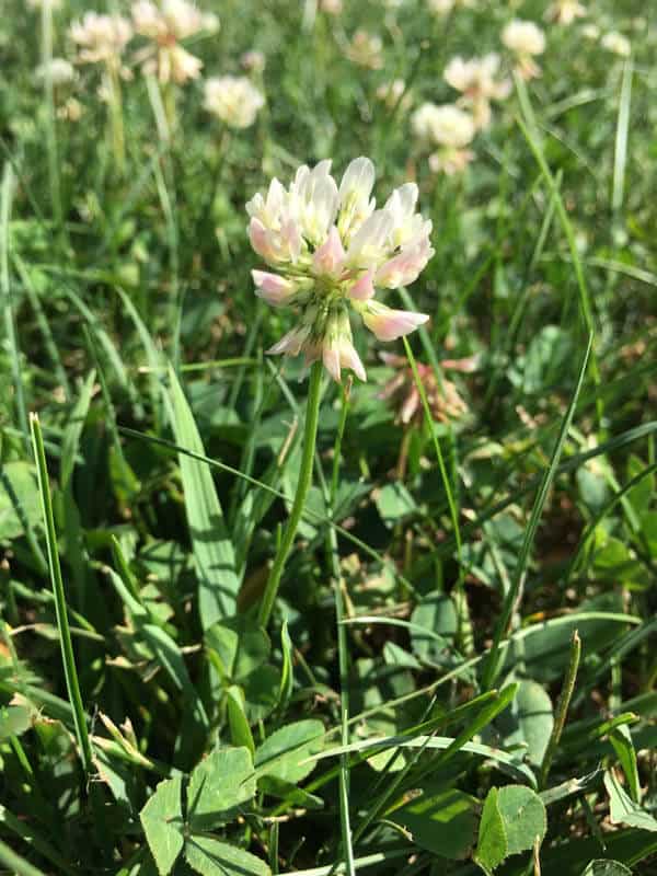 White clover flower