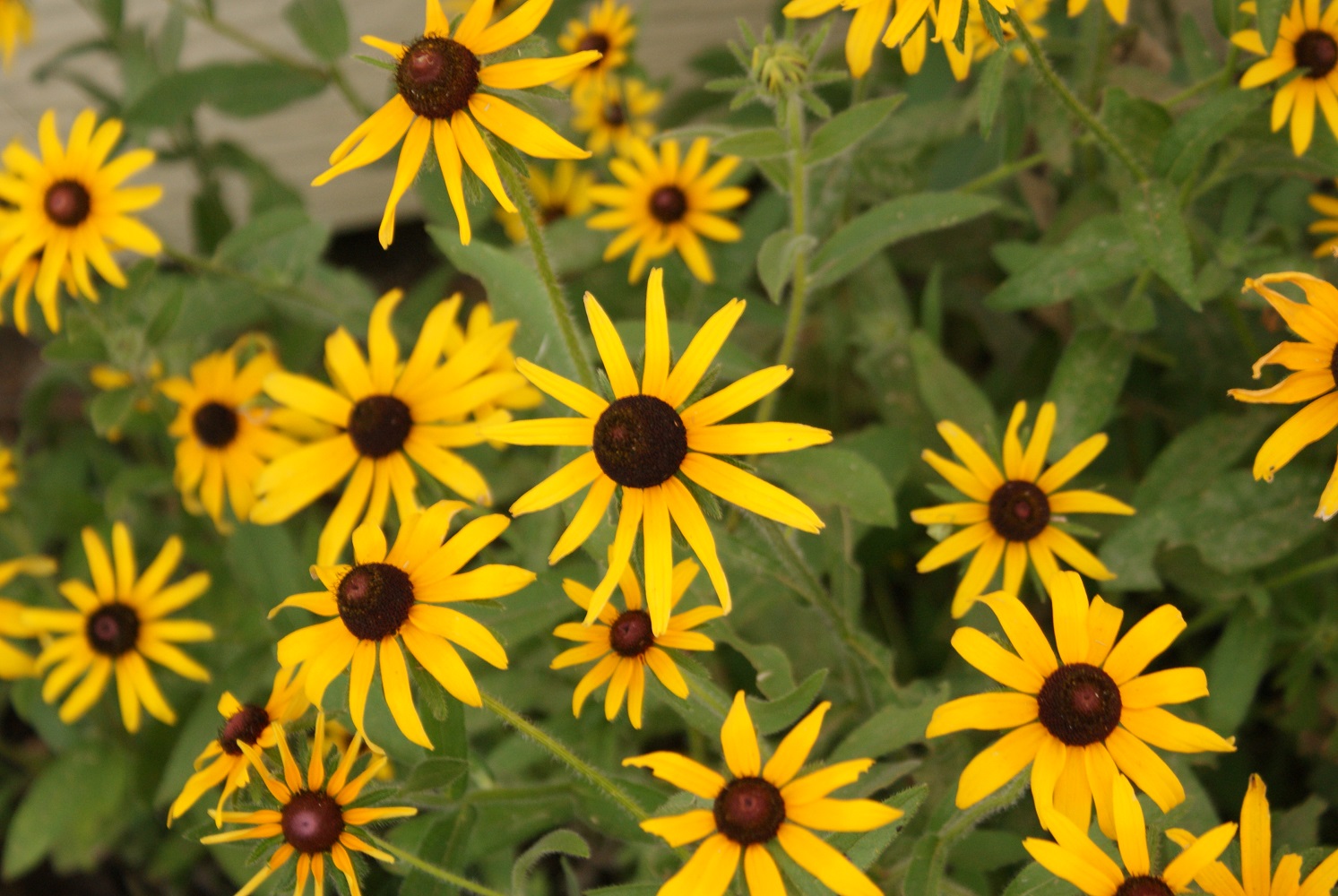 Black Eyed Susan Susie Mixed Pictorial Pack Johnsons Flower 25 Seeds 