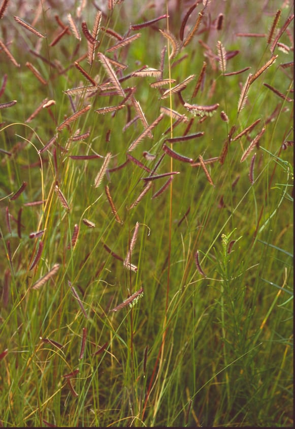 Blue grama grass in a field