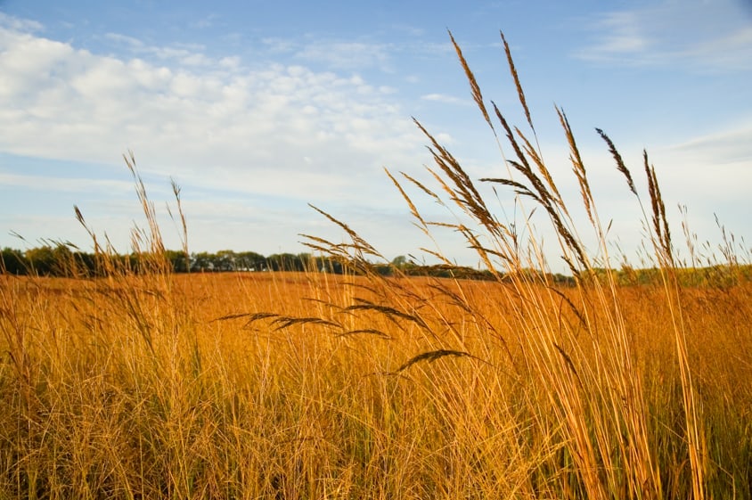 Big Four Native Grass Mix