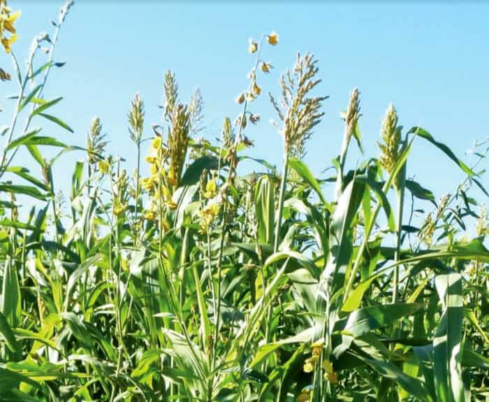 image of cover crop