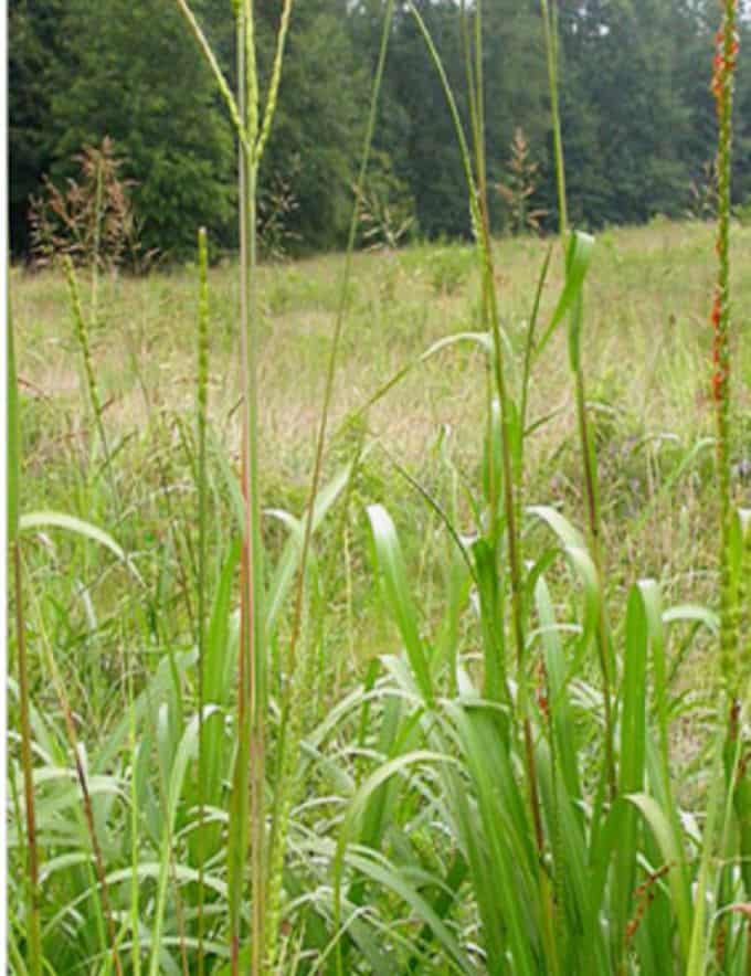 Eastern Gamagrass growing in a field