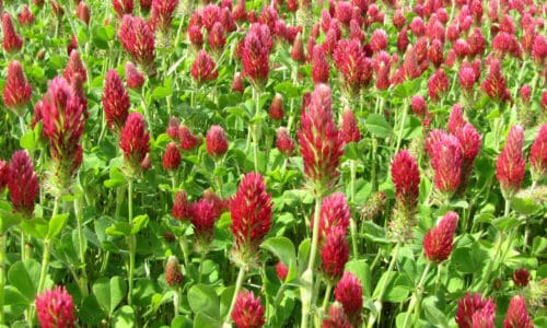 field of crimson clover