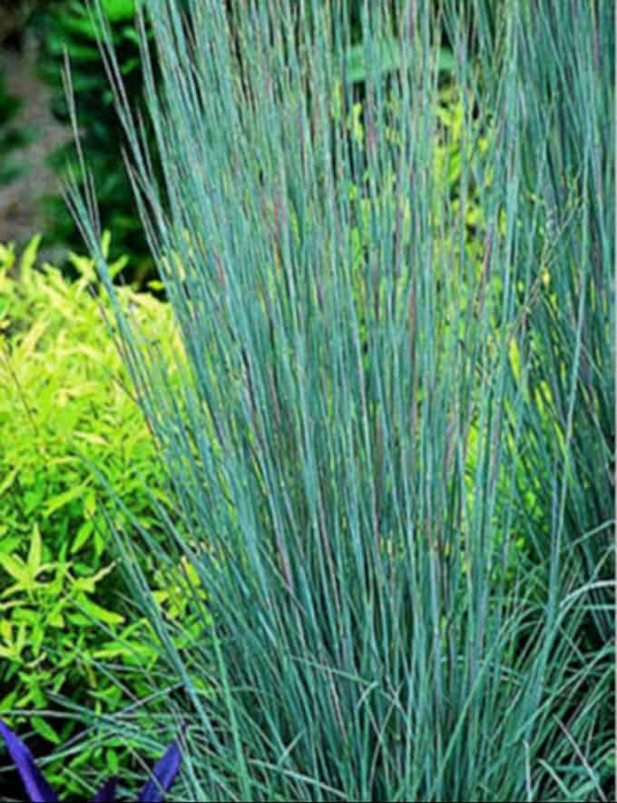 Little Bluestem