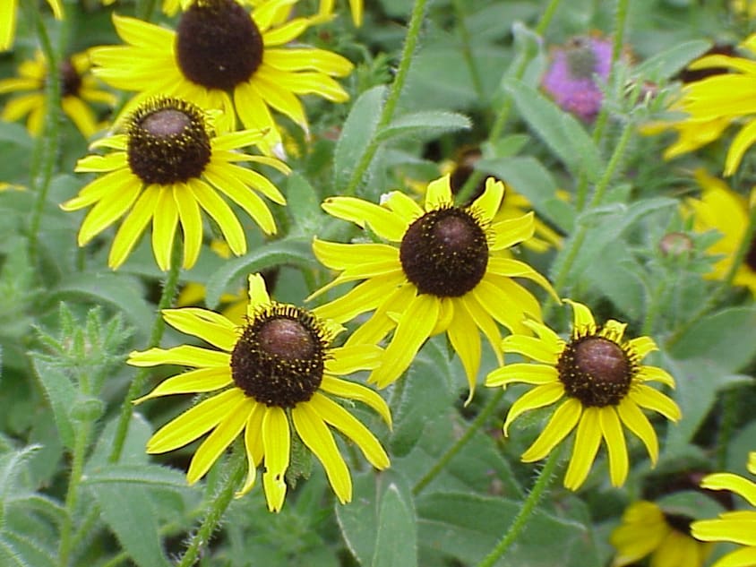 black eyed susan