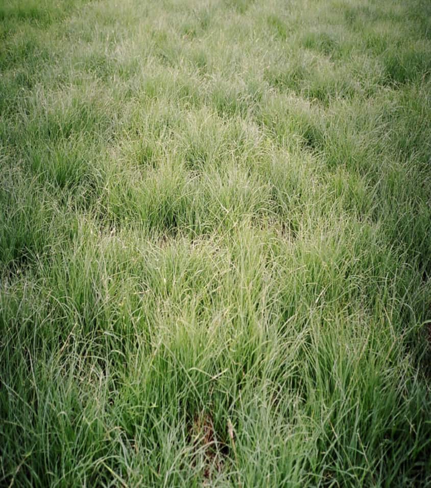 BUFFALOGRASS