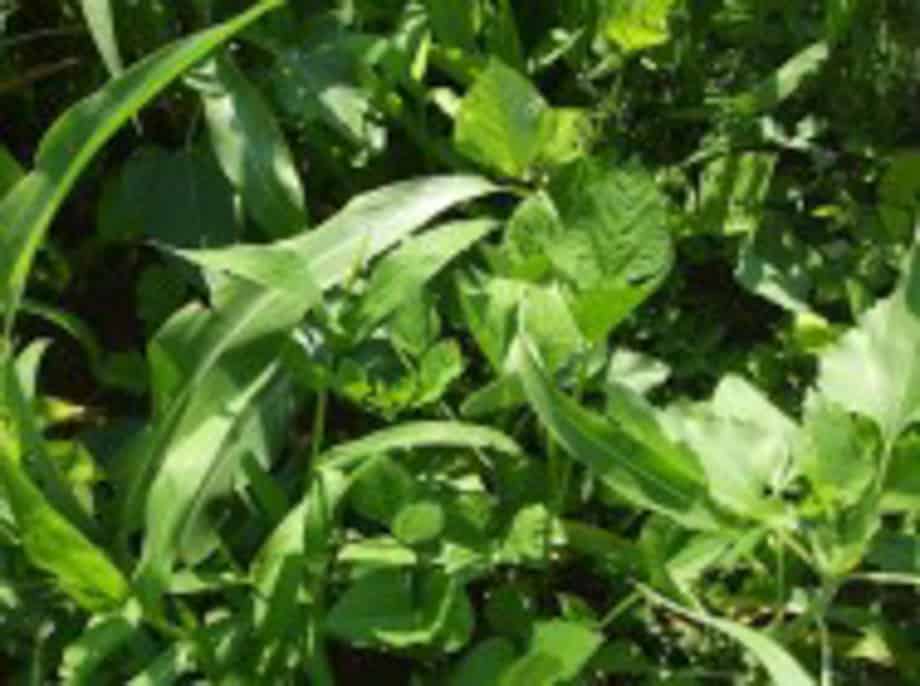 Spring Mix, Cover Crop Seed