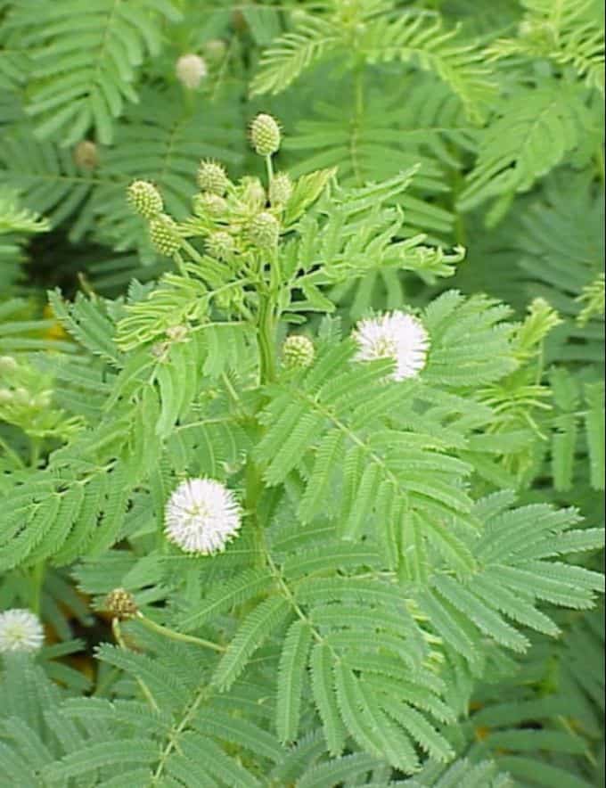 ILLINOIS BUNDLEFLOWER - Johnston Seed Company