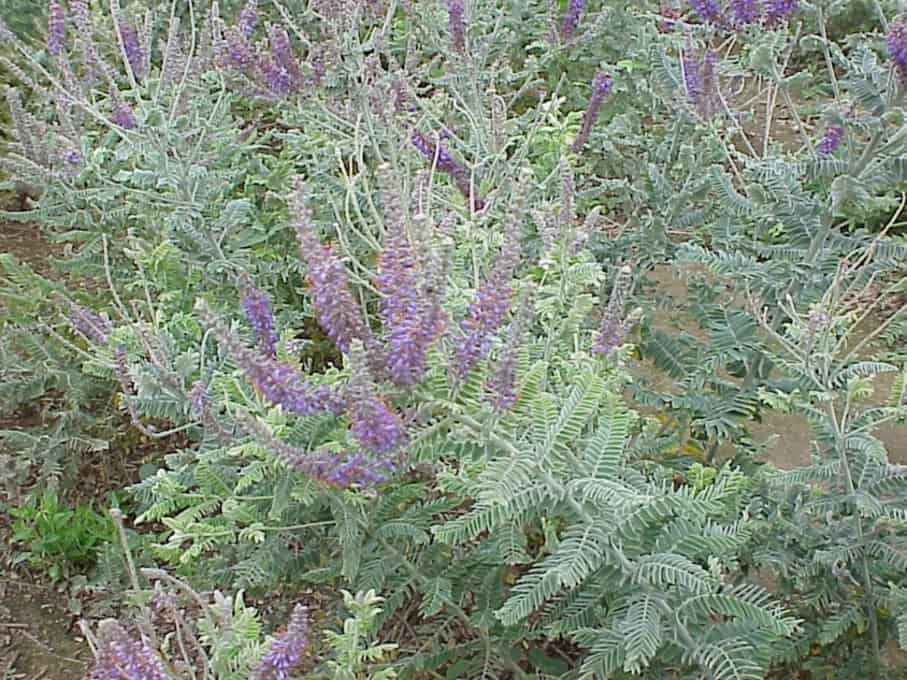 Leadplant