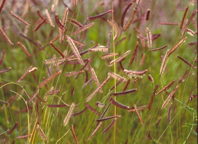 Plants growing in a field