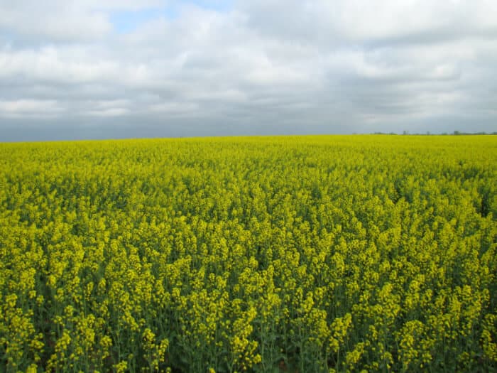 field of cover crops