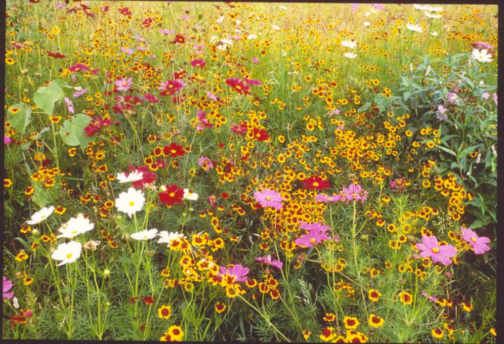 Field of wildflowers