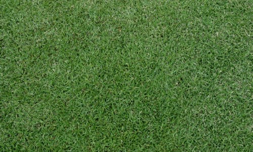 Grass lawn