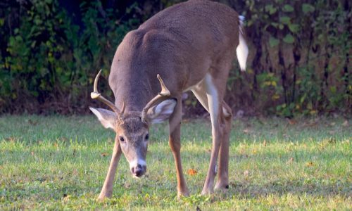 Deer grazing in a field of grass