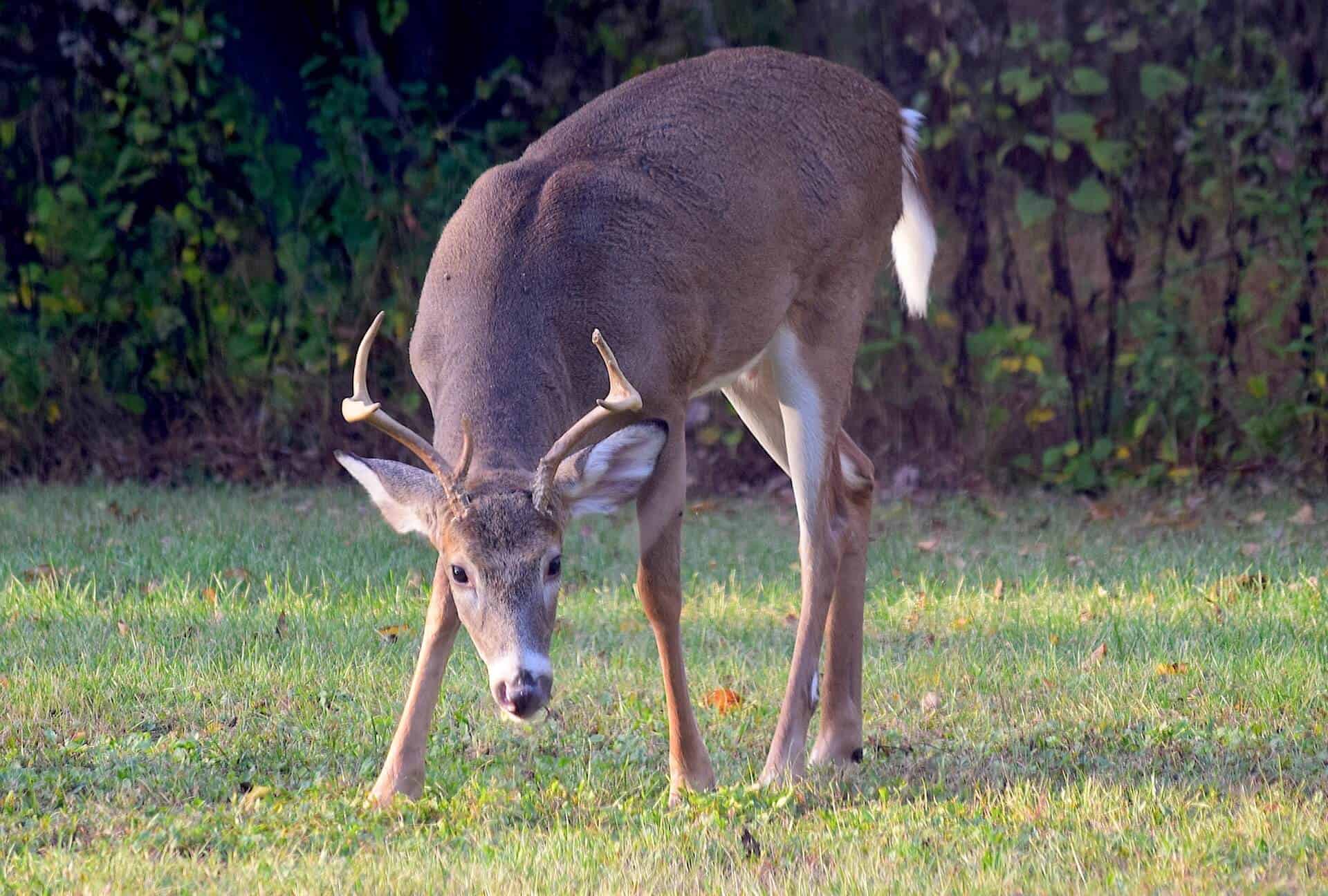 Deer grazing in a field of grass