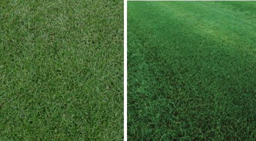 Grass comparisons
